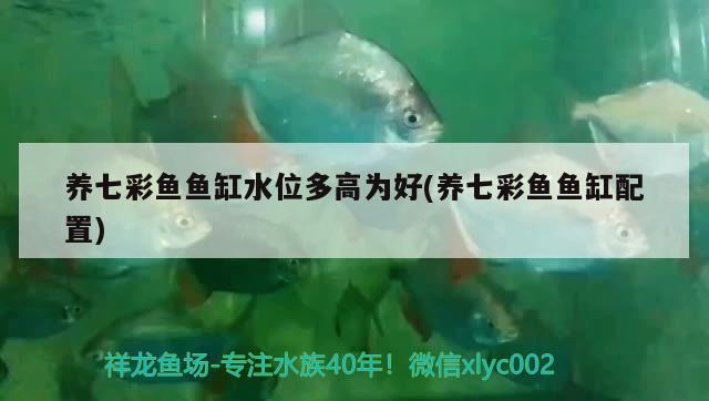 養(yǎng)七彩魚(yú)魚(yú)缸水位多高為好(養(yǎng)七彩魚(yú)魚(yú)缸配置) 紅頭利魚(yú)