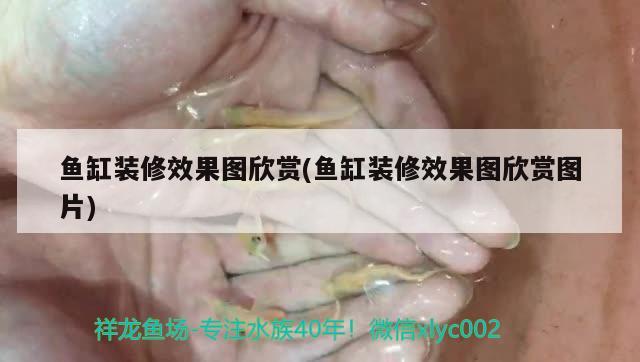 魚缸裝修效果圖欣賞(魚缸裝修效果圖欣賞圖片) 帝王迷宮魚