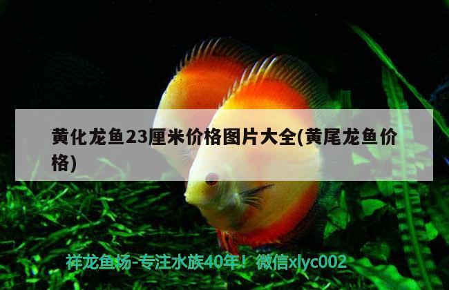 黃化龍魚23厘米價(jià)格圖片大全(黃尾龍魚價(jià)格) 小型觀賞魚