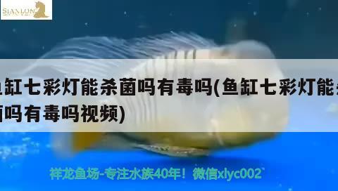 魚缸七彩燈能殺菌嗎有毒嗎(魚缸七彩燈能殺菌嗎有毒嗎視頻) 祥龍傳奇品牌魚缸 第3張