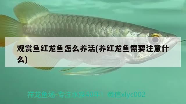 觀(guān)賞魚(yú)紅龍魚(yú)怎么養(yǎng)活(養(yǎng)紅龍魚(yú)需要注意什么) 帝王迷宮魚(yú)