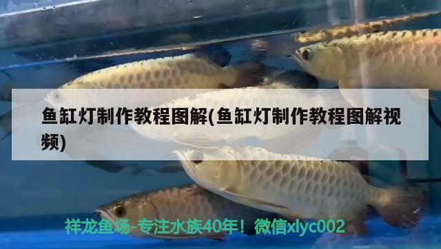 魚缸燈制作教程圖解(魚缸燈制作教程圖解視頻) 帝王迷宮