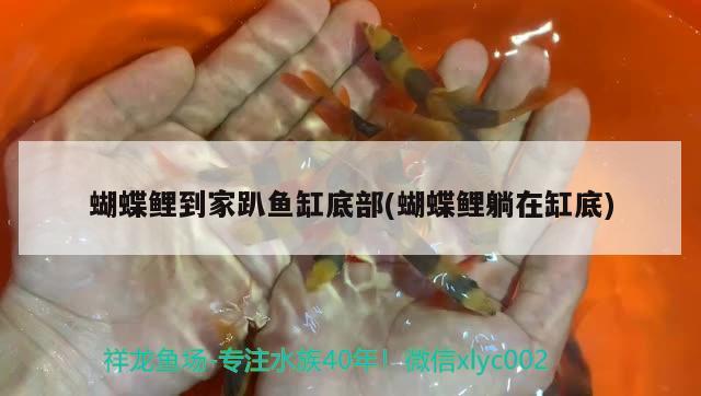 蝴蝶鯉到家趴魚缸底部(蝴蝶鯉躺在缸底) 蝴蝶鯉