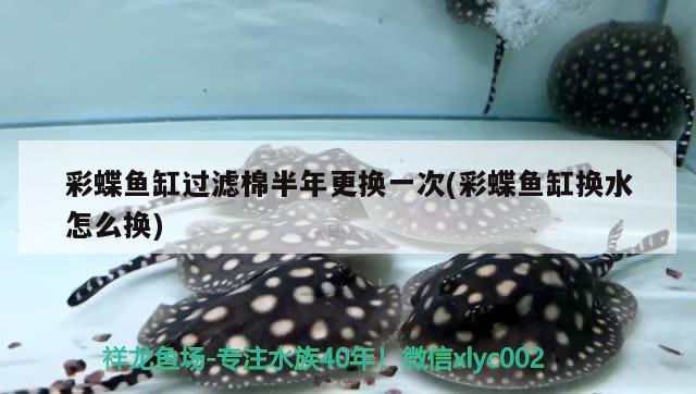 彩蝶魚缸過濾棉半年更換一次(彩蝶魚缸換水怎么換)