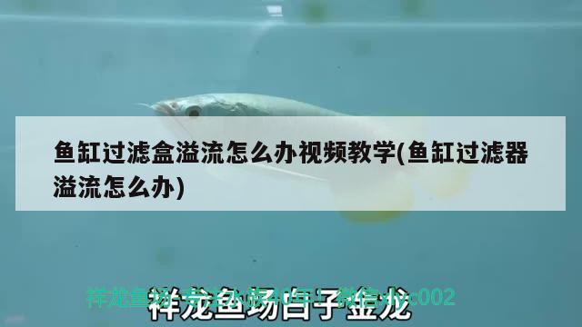 魚缸過(guò)濾盒溢流怎么辦視頻教學(xué)(魚缸過(guò)濾器溢流怎么辦) 白化火箭