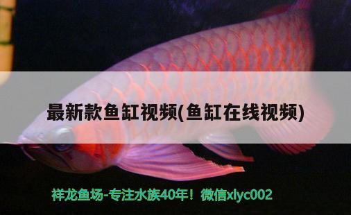 最新款魚缸視頻(魚缸在線視頻) 非洲金鼓魚