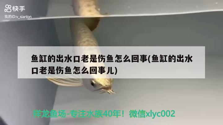 彩蝶魚缸和普通的有什么區(qū)別呢(彩蝶魚缸和普通的有什么區(qū)別呢圖片) 元寶鳳凰魚