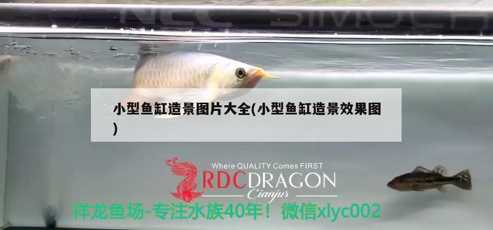 小型魚(yú)缸造景圖片大全(小型魚(yú)缸造景效果圖)