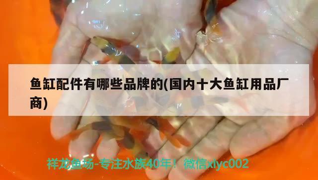 合肥觀賞魚市場埃及神仙