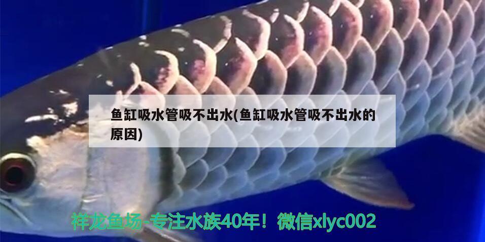 魚(yú)缸吸水管吸不出水(魚(yú)缸吸水管吸不出水的原因) 戰(zhàn)車(chē)紅龍魚(yú)