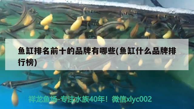 魚缸排名前十的品牌有哪些(魚缸什么品牌排行榜) 祥龍金禾金龍魚