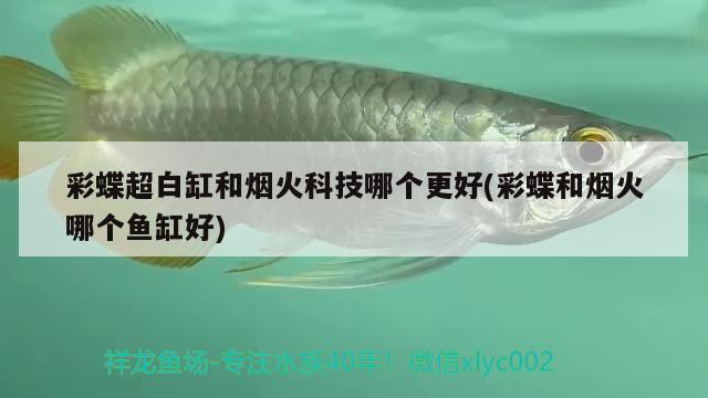 彩蝶超白缸和煙火科技哪個(gè)更好(彩蝶和煙火哪個(gè)魚缸好) 星點(diǎn)金龍魚