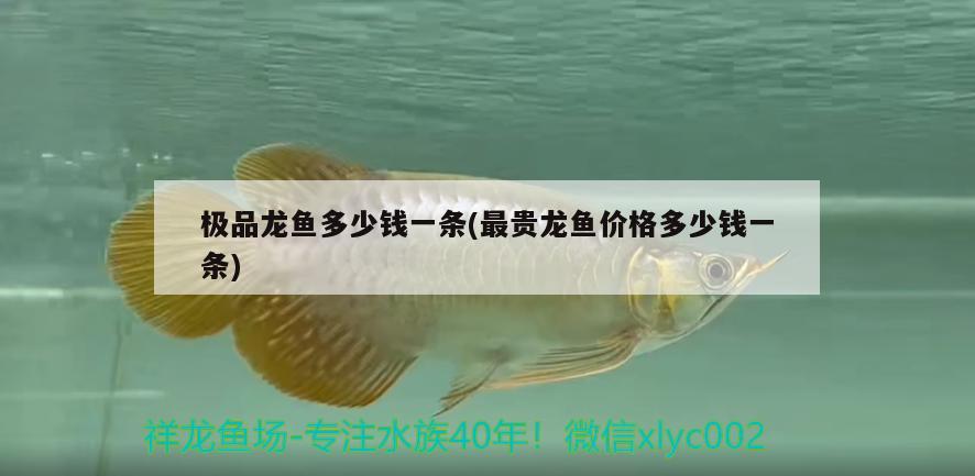 極品龍魚多少錢一條(最貴龍魚價格多少錢一條) 祥龍進口元寶鳳凰魚 第2張