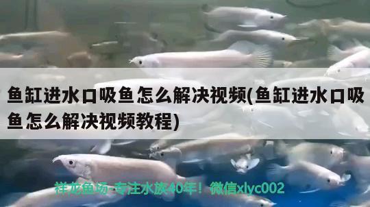 魚缸進水口吸魚怎么解決視頻(魚缸進水口吸魚怎么解決視頻教程) 紅龍魚百科