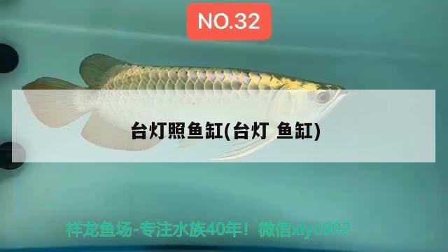 臺燈照魚缸(臺燈魚缸)