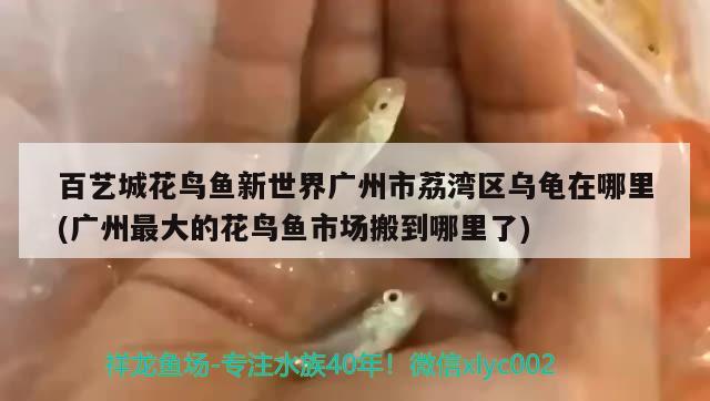 百藝城花鳥魚新世界廣州市荔灣區(qū)烏龜在哪里(廣州最大的花鳥魚市場(chǎng)搬到哪里了)