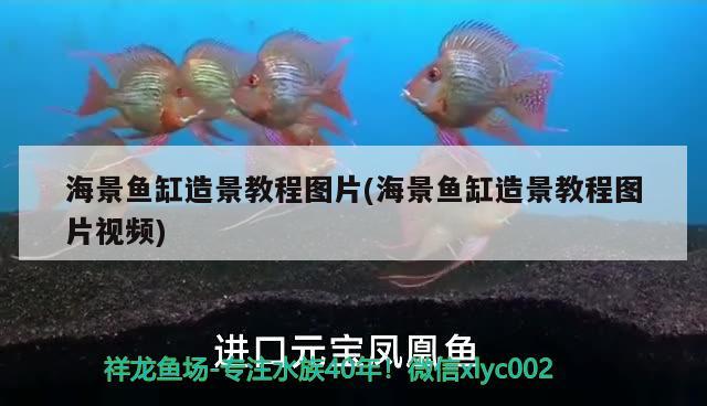 海景魚缸造景教程圖片(海景魚缸造景教程圖片視頻)