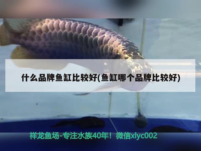 什么品牌魚缸比較好(魚缸哪個品牌比較好)