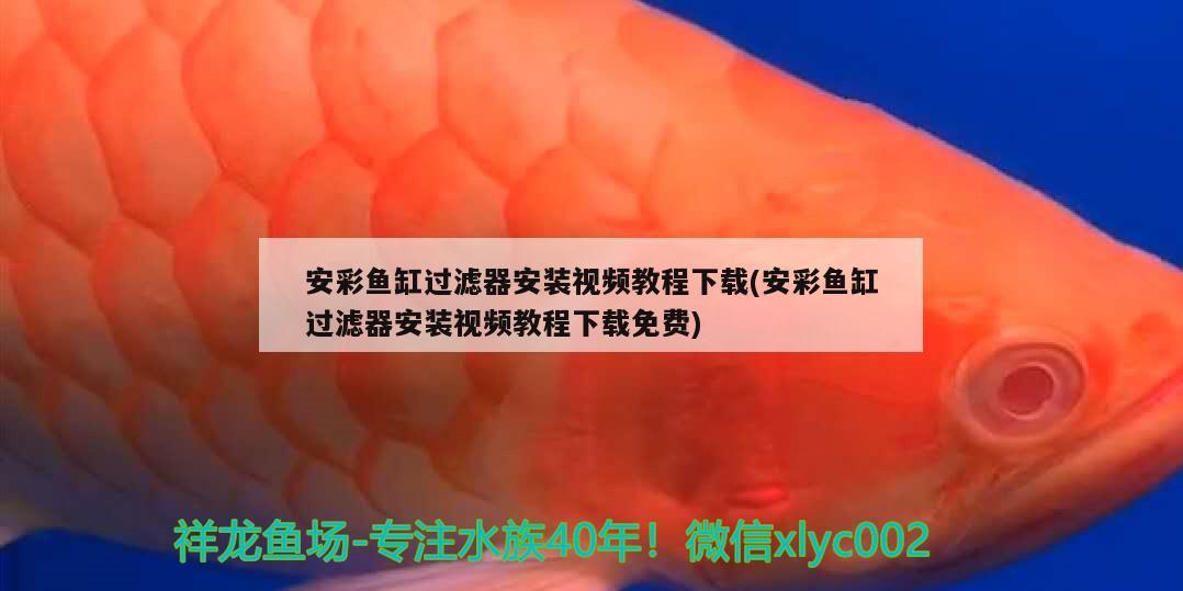 安彩魚缸過濾器安裝視頻教程下載(安彩魚缸過濾器安裝視頻教程下載免費(fèi)) 雪龍魚