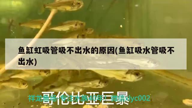 魚缸虹吸管吸不出水的原因(魚缸吸水管吸不出水)