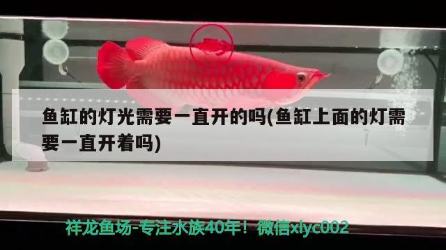 黃化龍魚視頻大全最新(黃化龍魚多少錢一條)