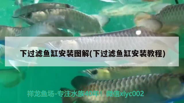 下過濾魚缸安裝圖解(下過濾魚缸安裝教程) 過濾設(shè)備