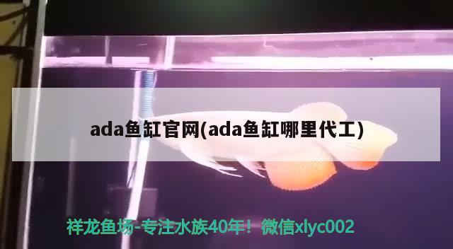 ada魚缸官網(wǎng)(ada魚缸哪里代工) 哥倫比亞巨暴魚苗