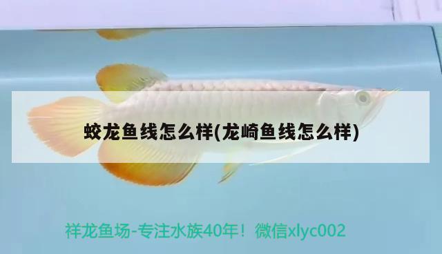 蛟龍魚線怎么樣(龍崎魚線怎么樣)