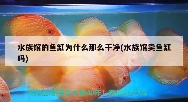 水族館的魚缸為什么那么干凈(水族館賣魚缸嗎)