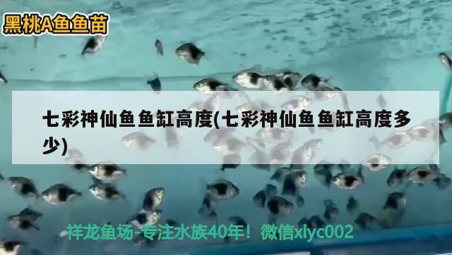 七彩神仙魚(yú)魚(yú)缸高度(七彩神仙魚(yú)魚(yú)缸高度多少) 七彩神仙魚(yú)