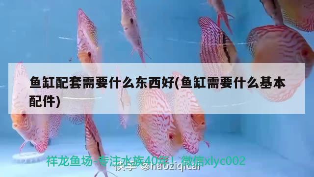 魚缸配套需要什么東西好(魚缸需要什么基本配件) 白子紅龍魚