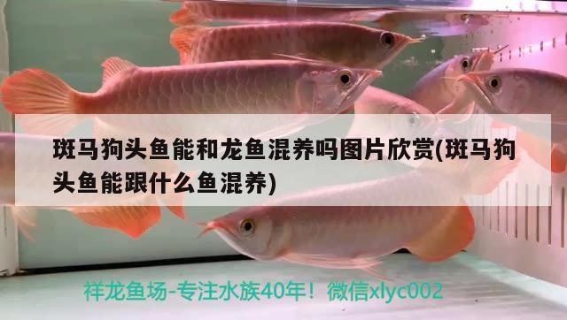 斑馬狗頭魚(yú)能和龍魚(yú)混養(yǎng)嗎圖片欣賞(斑馬狗頭魚(yú)能跟什么魚(yú)混養(yǎng)) 斑馬狗頭魚(yú)