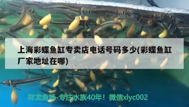 上海彩蝶魚缸專賣店電話號碼多少(彩蝶魚缸廠家地址在哪)