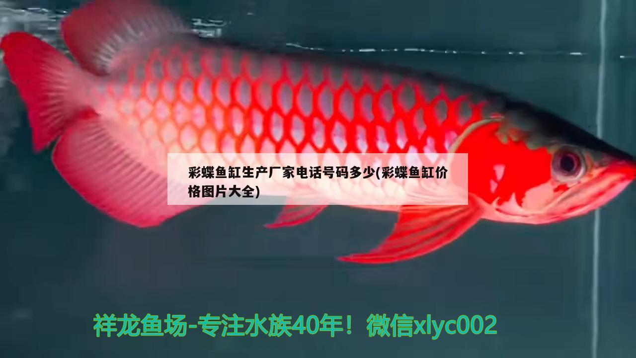 彩蝶魚缸生產(chǎn)廠家電話號(hào)碼多少(彩蝶魚缸價(jià)格圖片大全)