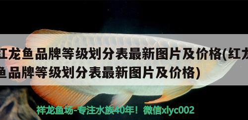 紅龍魚品牌等級劃分表最新圖片及價格(紅龍魚品牌等級劃分表最新圖片及價格)