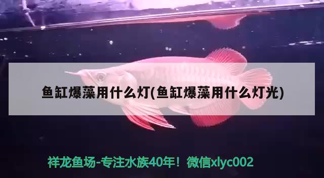 魚缸爆藻用什么燈(魚缸爆藻用什么燈光) 慈雕魚