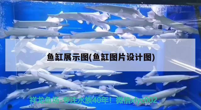 魚缸平面圖紙怎么畫的(魚缸平面圖紙怎么畫的圖片) 紅尾平克魚