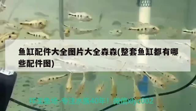 魚缸配件大全圖片大全森森(整套魚缸都有哪些配件圖) 金三間魚