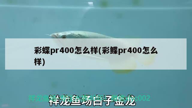 紅龍魚和七彩混養(yǎng)會(huì)怎么樣(七彩龍魚可以和什么魚混養(yǎng))