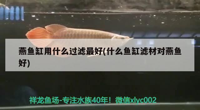 燕魚缸用什么過濾最好(什么魚缸濾材對燕魚好) 狗頭魚 第2張