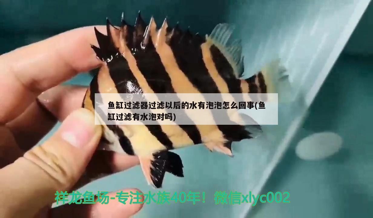 魚缸過濾器過濾以后的水有泡泡怎么回事(魚缸過濾有水泡對嗎) 祥龍傳奇品牌魚缸