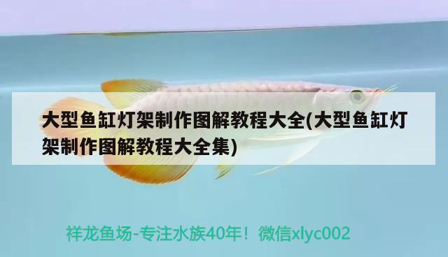 極品紅龍魚多少錢一條圖片(血紅龍魚價(jià)格多少錢一條) 白玉紅龍魚 第2張