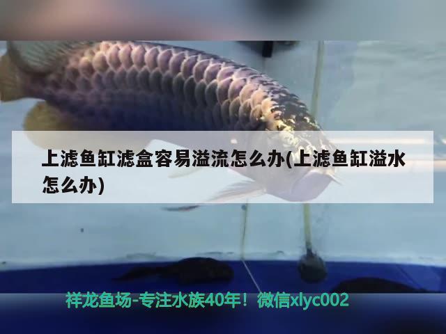 上濾魚缸濾盒容易溢流怎么辦(上濾魚缸溢水怎么辦) 過濾設(shè)備