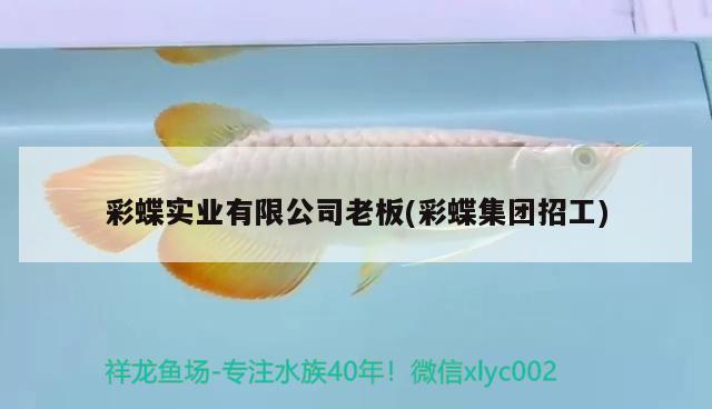 彩蝶實(shí)業(yè)有限公司老板(彩蝶集團(tuán)招工) 紅勾銀版魚