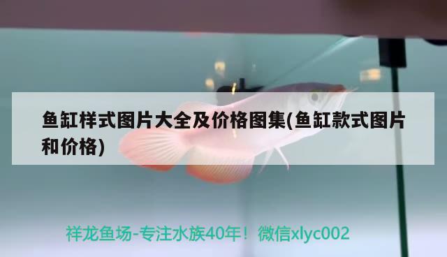 養(yǎng)紅龍魚(yú)要多大的魚(yú)缸最好呢（養(yǎng)紅龍魚(yú)要多大的魚(yú)缸最好呢視頻）