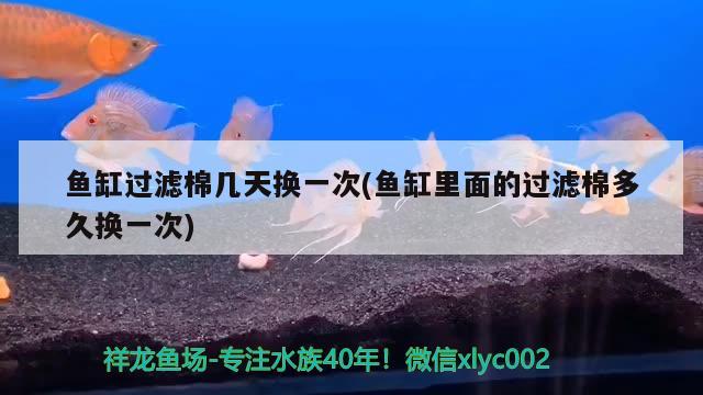 魚缸過濾棉幾天換一次(魚缸里面的過濾棉多久換一次) 飛鳳魚苗