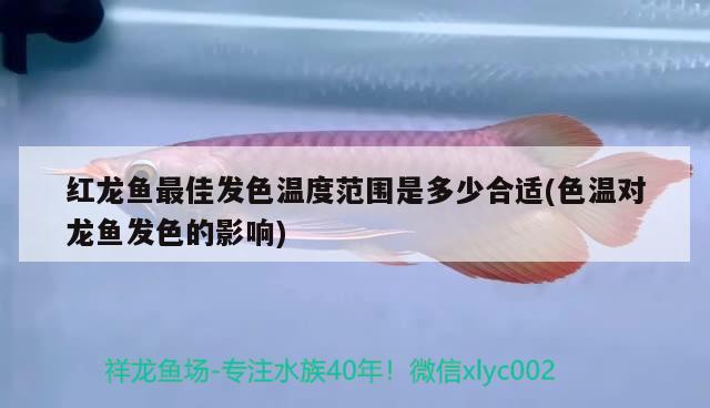 紅龍魚最佳發(fā)色溫度范圍是多少合適(色溫對龍魚發(fā)色的影響) 硝化細菌