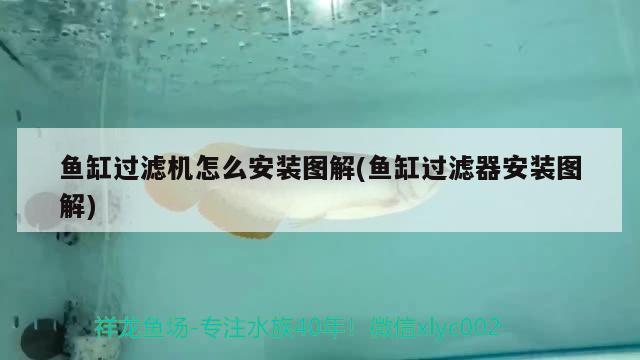 魚缸過濾機怎么安裝圖解(魚缸過濾器安裝圖解) 元寶鳳凰魚