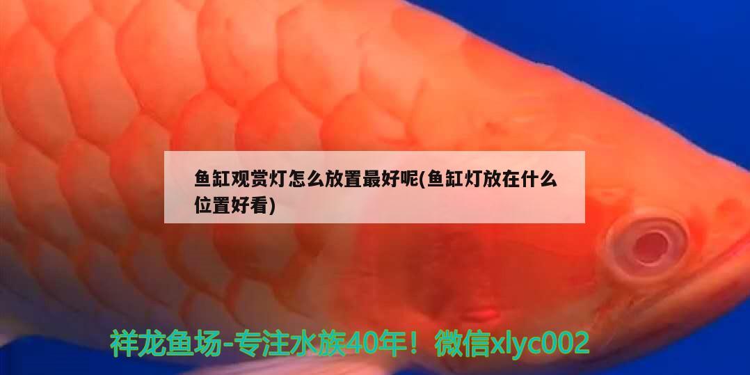 魚缸觀賞燈怎么放置最好呢(魚缸燈放在什么位置好看) 巨骨舌魚