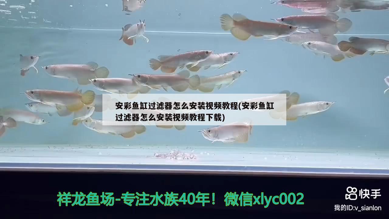 安彩魚缸過濾器怎么安裝視頻教程(安彩魚缸過濾器怎么安裝視頻教程下載) 觀賞魚魚苗